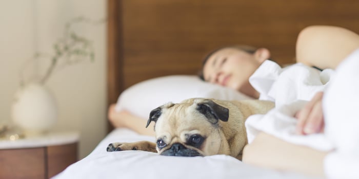 bed-pug-bedroom