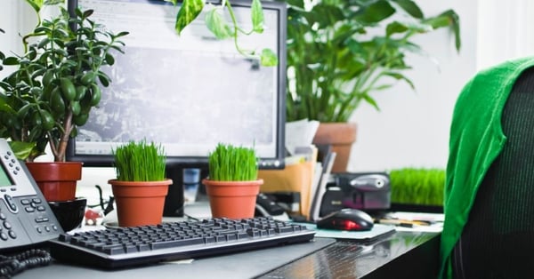 Use Plants at Your Desk for Health and Productivity Benefits