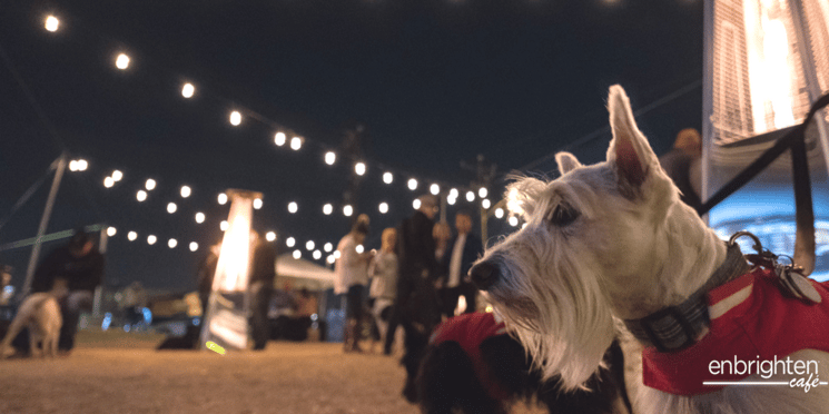 Light up OKC - Midtown Mutts.png