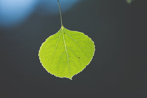 green_leaf.jpg