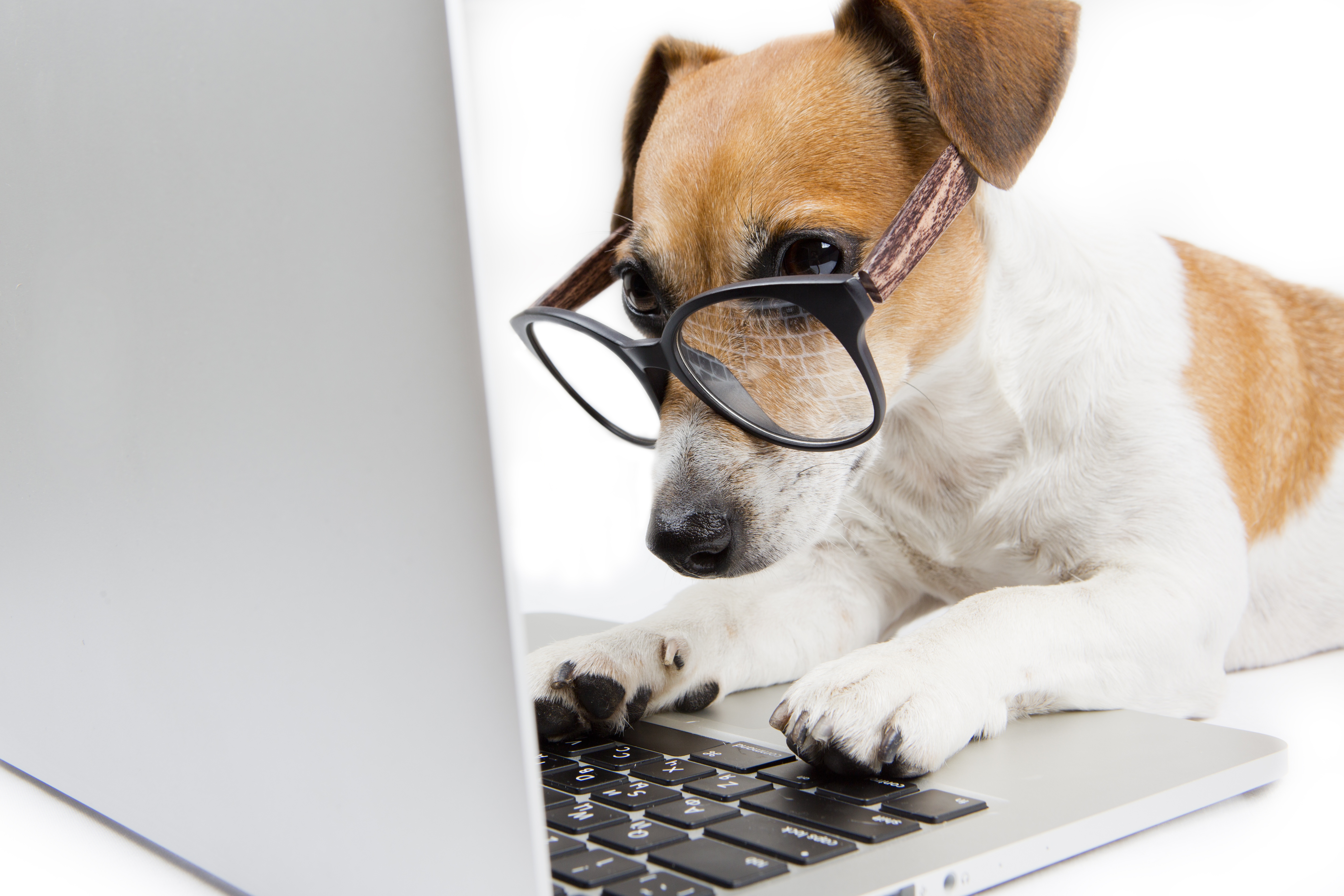 Dog Using The Computer