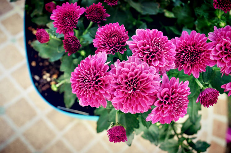 When your summer blooms start fading, add some seasonal pops of color with fall foliage such as mums, goldenrod and pansies.