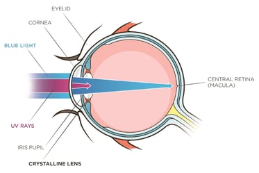 how blue light damages your eye